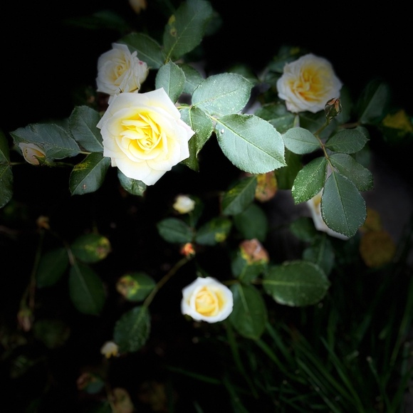 rebeccalane463